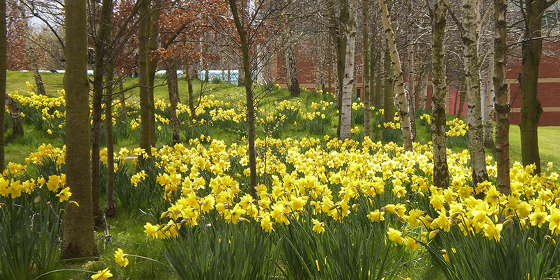 Daffodils outside Pilkington Library